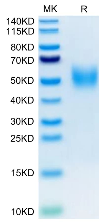 Bis-Tris PAGE Data