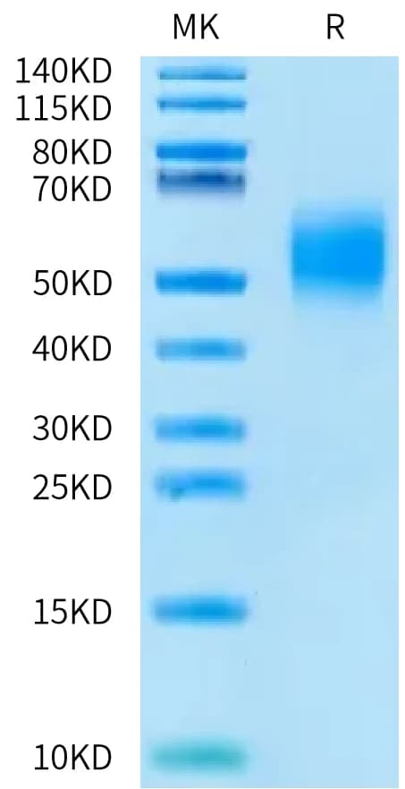 Bis-Tris PAGE Data