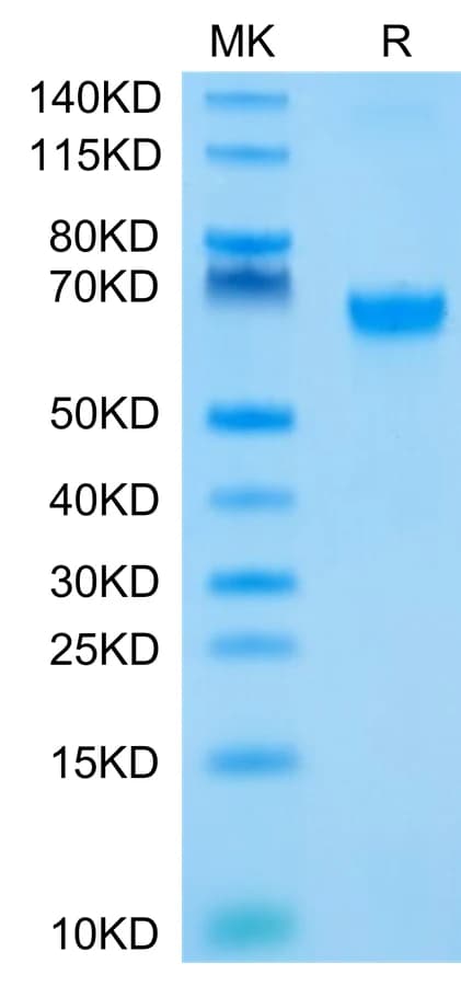 Bis-Tris PAGE Data