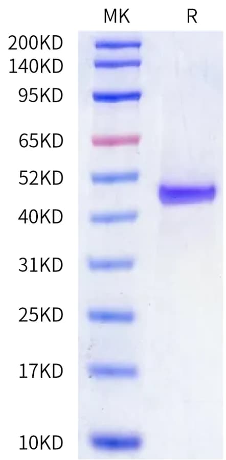 Bis-Tris PAGE Data