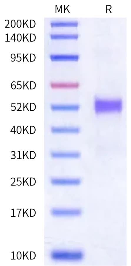 Bis-Tris PAGE Data