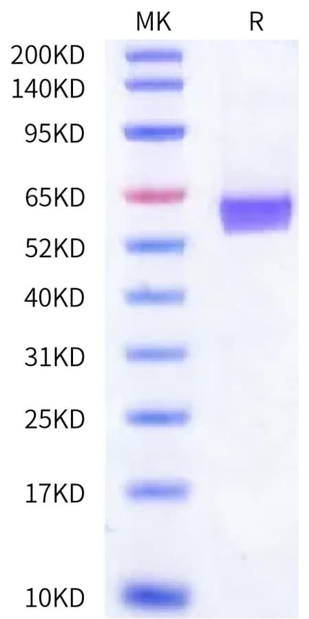Bis-Tris PAGE Data