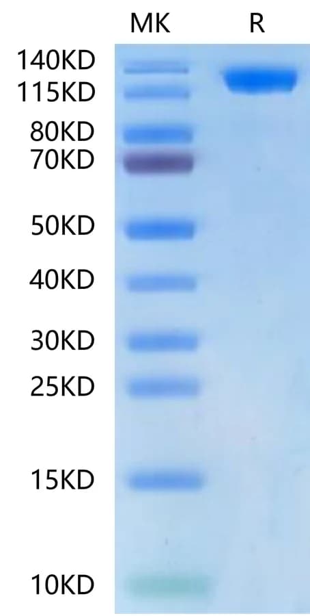 Bis-Tris PAGE Data