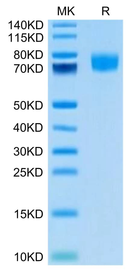 Bis-Tris PAGE Data