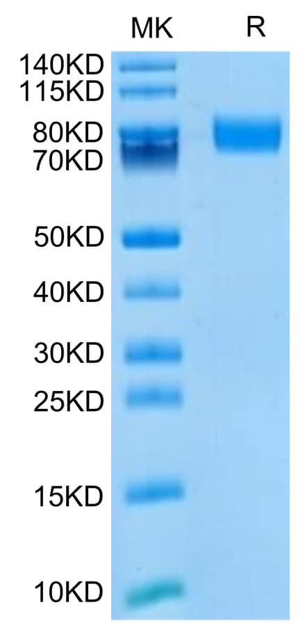Bis-Tris PAGE Data