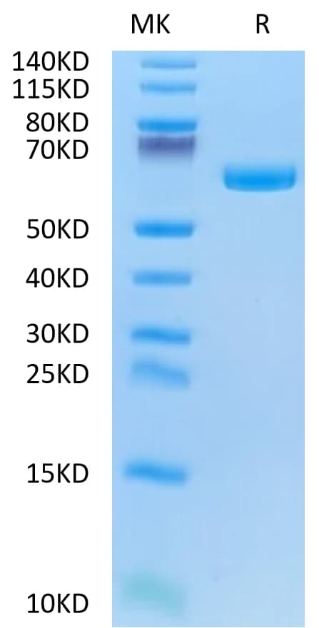 Bis-Tris PAGE Data