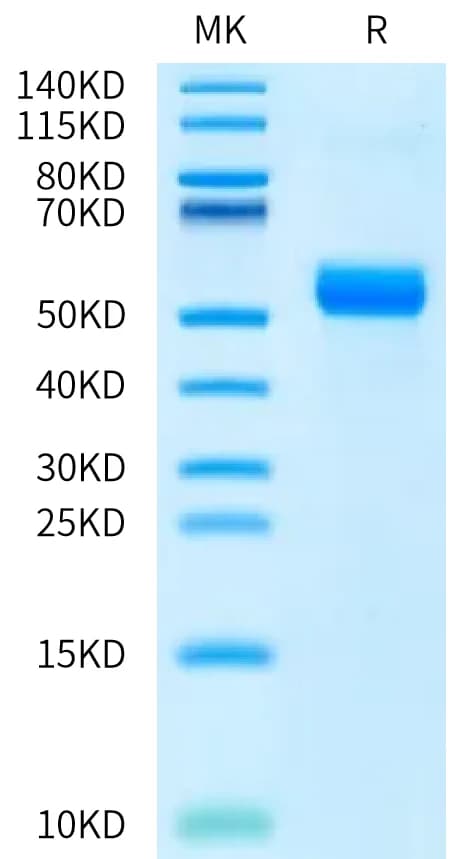 Bis-Tris PAGE Data