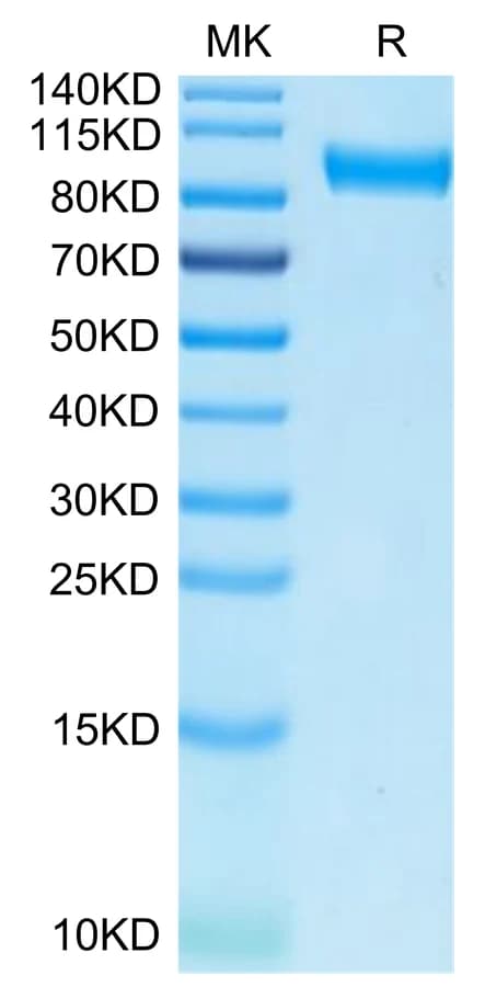 Bis-Tris PAGE Data