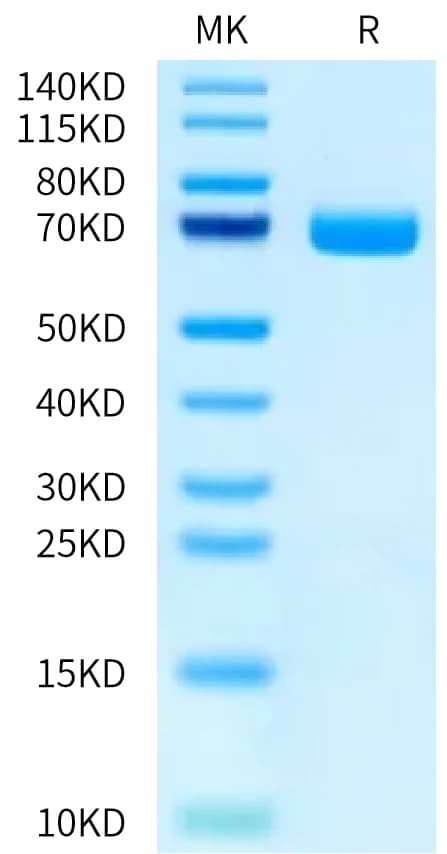 Bis-Tris PAGE Data