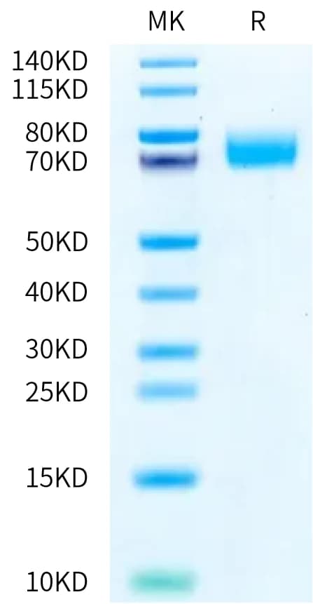 Bis-Tris PAGE Data
