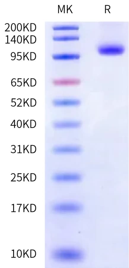 Bis-Tris PAGE Data