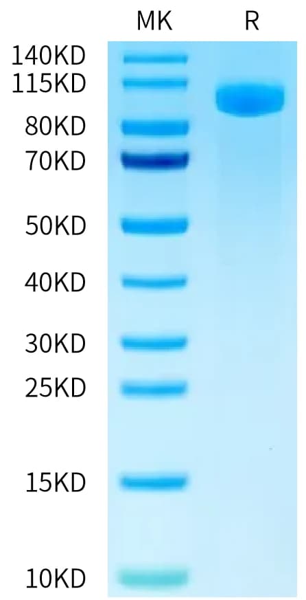 Bis-Tris PAGE Data