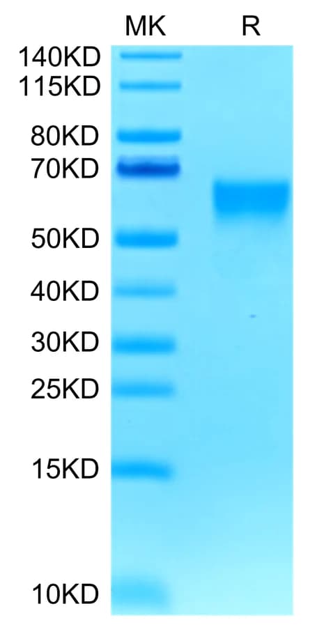 Bis-Tris PAGE Data