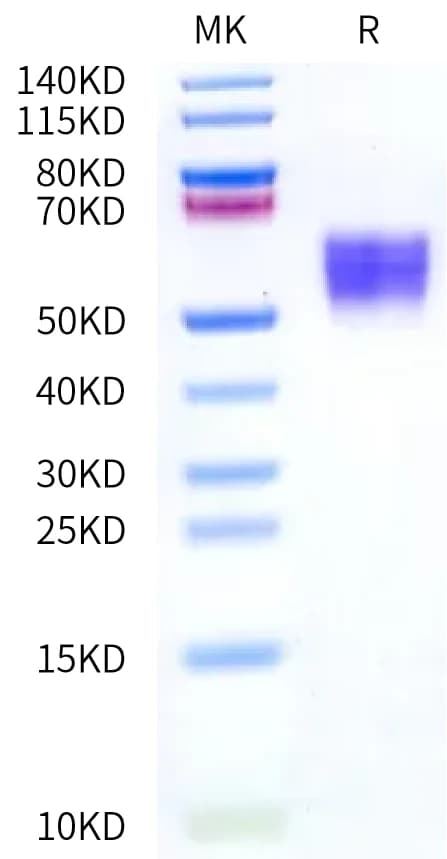 Bis-Tris PAGE Data