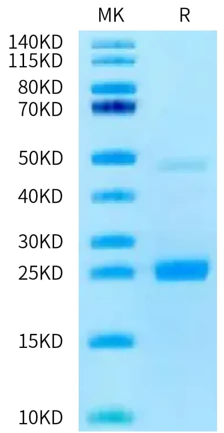 Bis-Tris PAGE Data
