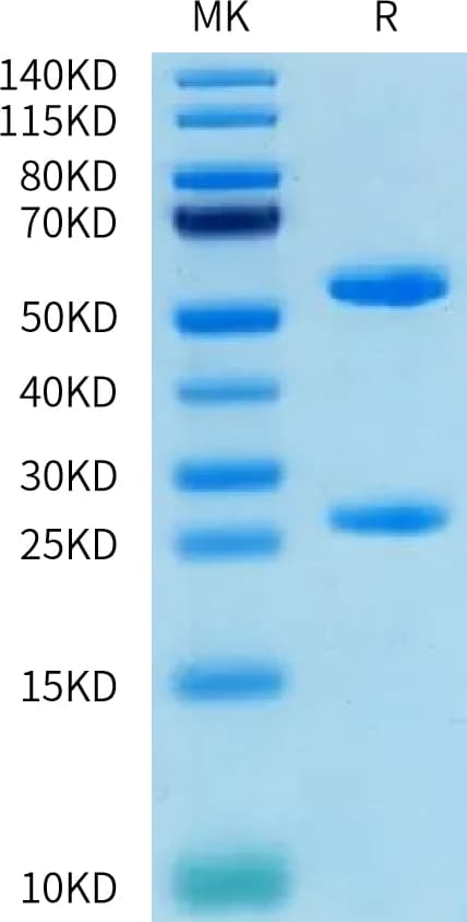 Bis-Tris PAGE Data