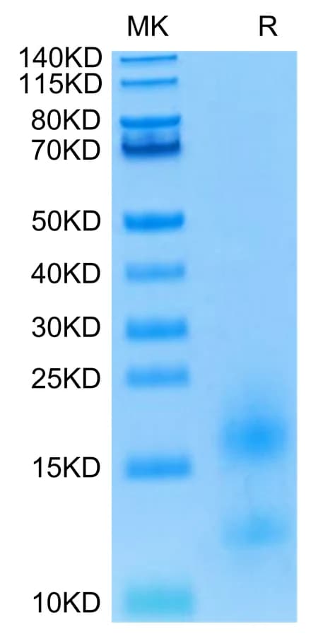 Bis-Tris PAGE Data