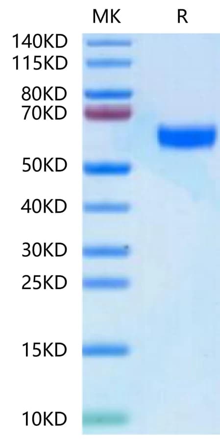 Bis-Tris PAGE Data