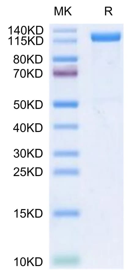 Bis-Tris PAGE Data