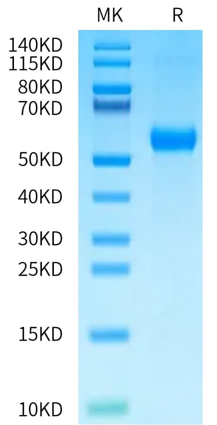 Bis-Tris PAGE Data