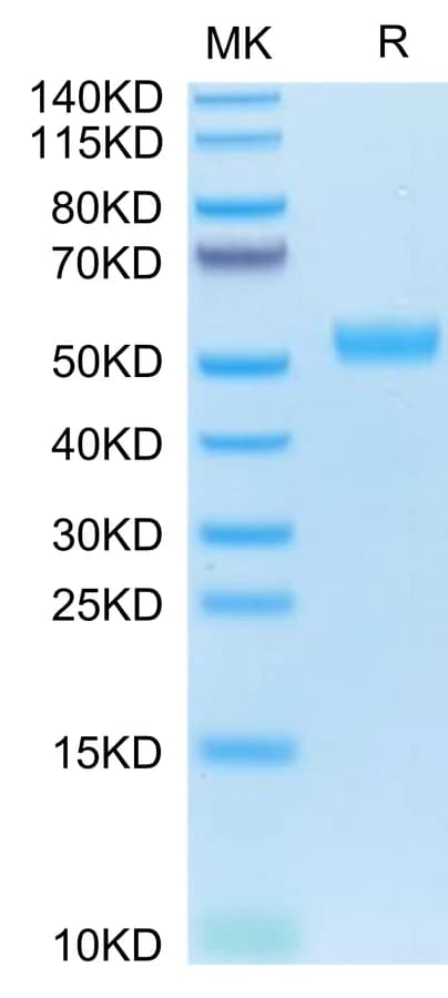 Bis-Tris PAGE Data