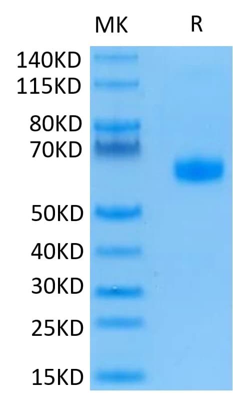 Bis-Tris PAGE Data