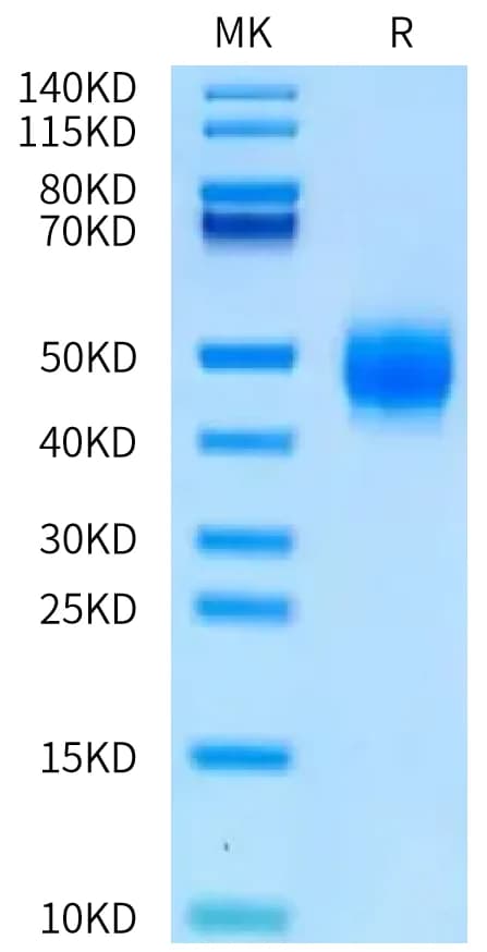 Bis-Tris PAGE Data