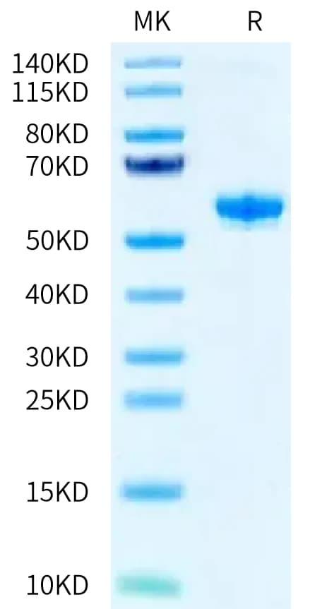 Bis-Tris PAGE Data