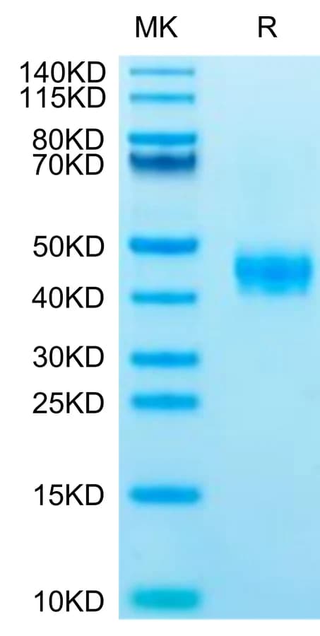 Bis-Tris PAGE Data