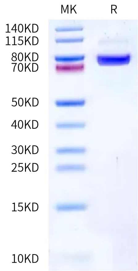 Bis-Tris PAGE Data
