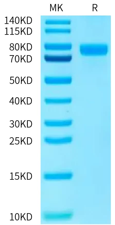 Bis-Tris PAGE Data