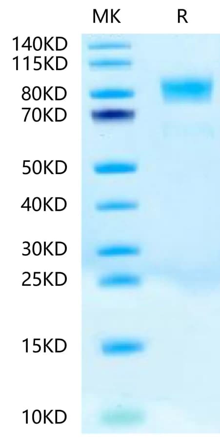 Bis-Tris PAGE Data