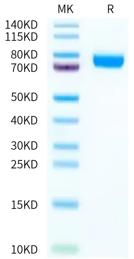 Bis-Tris PAGE Data