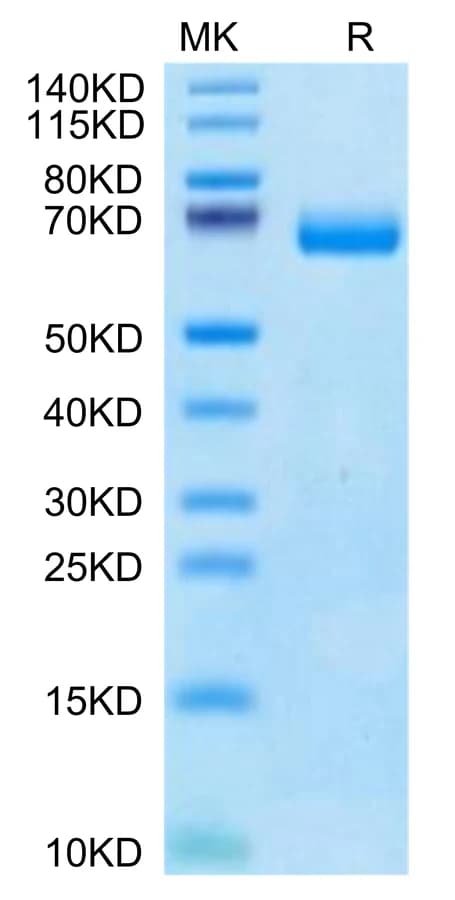 Bis-Tris PAGE Data
