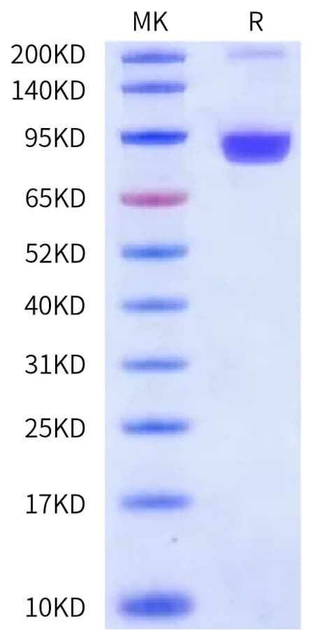 Bis-Tris PAGE Data
