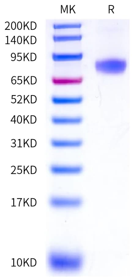 Bis-Tris PAGE Data