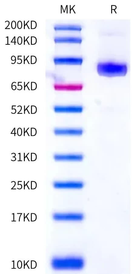 Bis-Tris PAGE Data