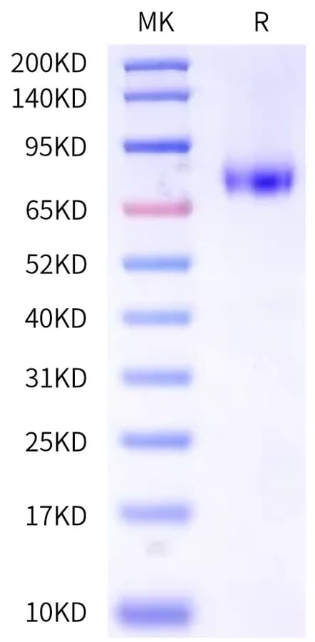 Bis-Tris PAGE Data