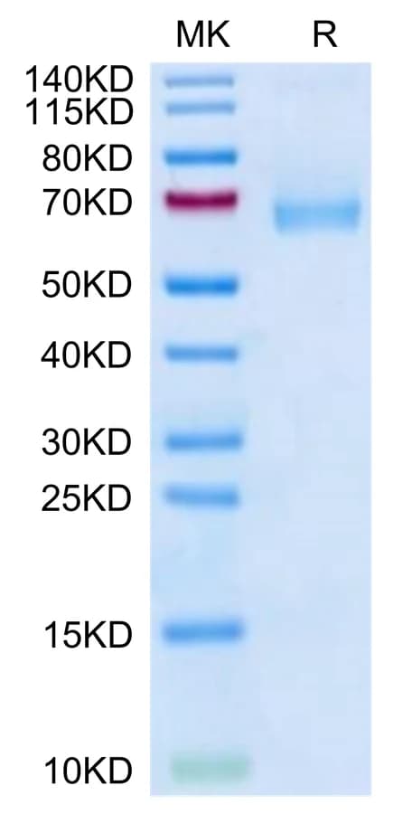 Bis-Tris PAGE Data