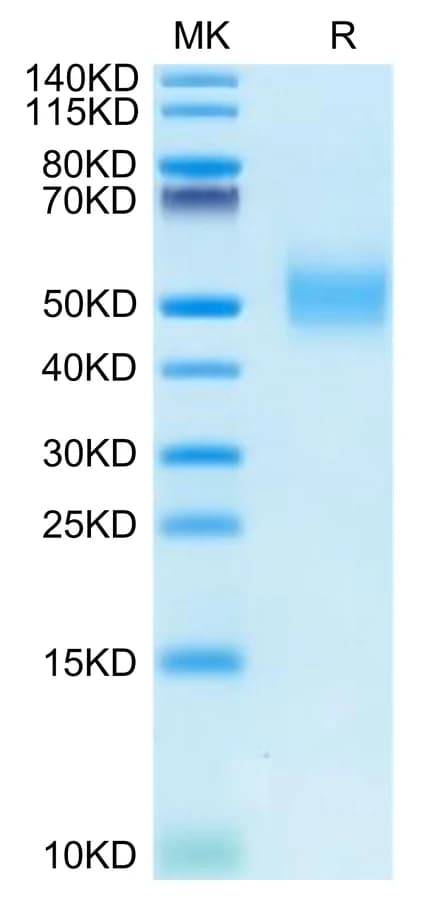 Bis-Tris PAGE Data