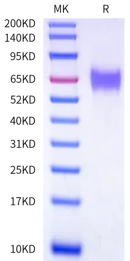 Bis-Tris PAGE Data