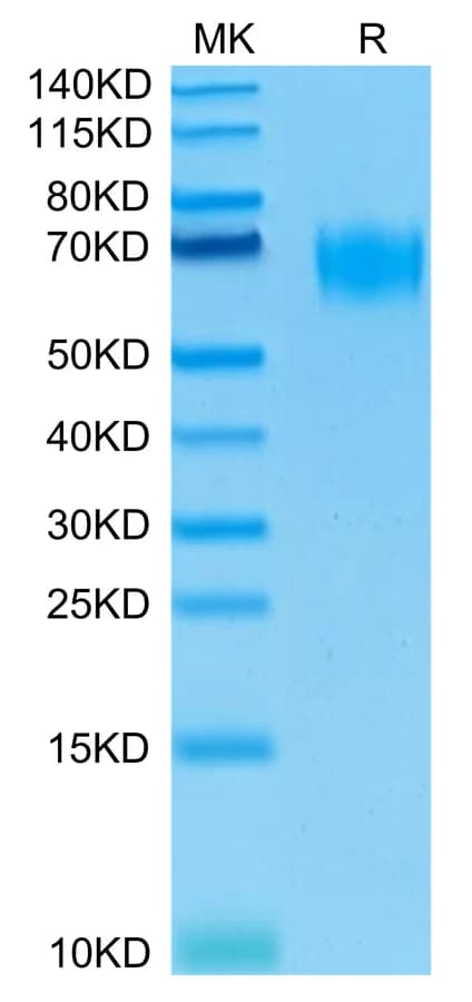Bis-Tris PAGE Data
