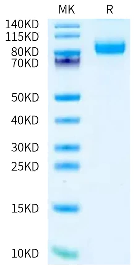 Bis-Tris PAGE Data