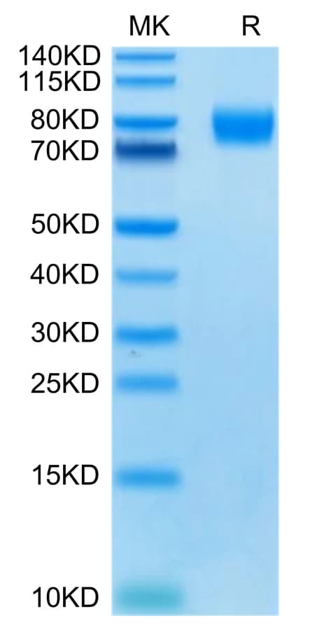Bis-Tris PAGE Data
