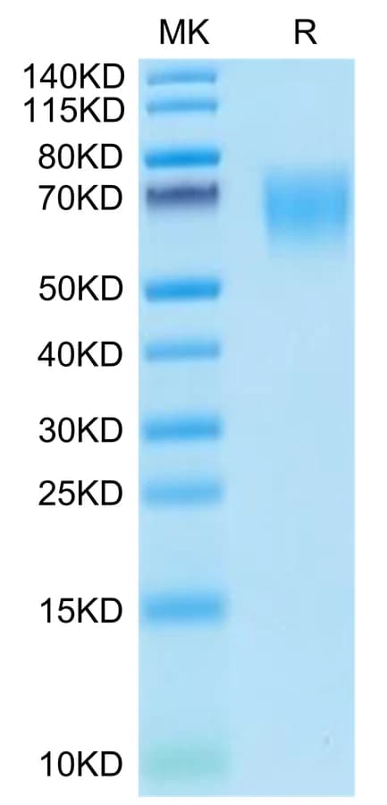 Bis-Tris PAGE Data