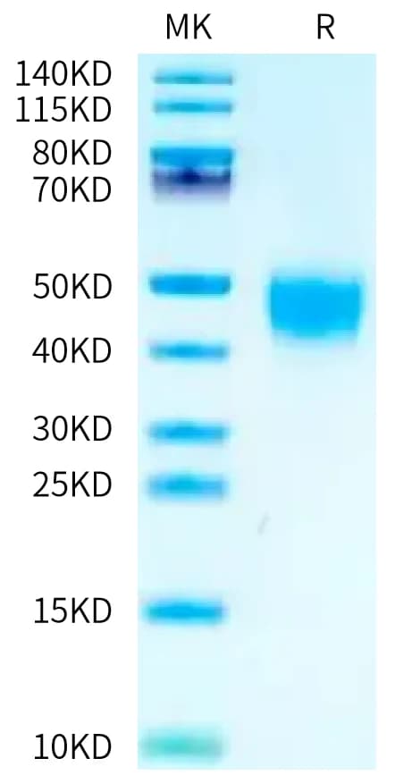 Bis-Tris PAGE Data