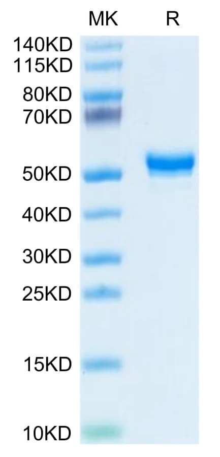 Bis-Tris PAGE Data