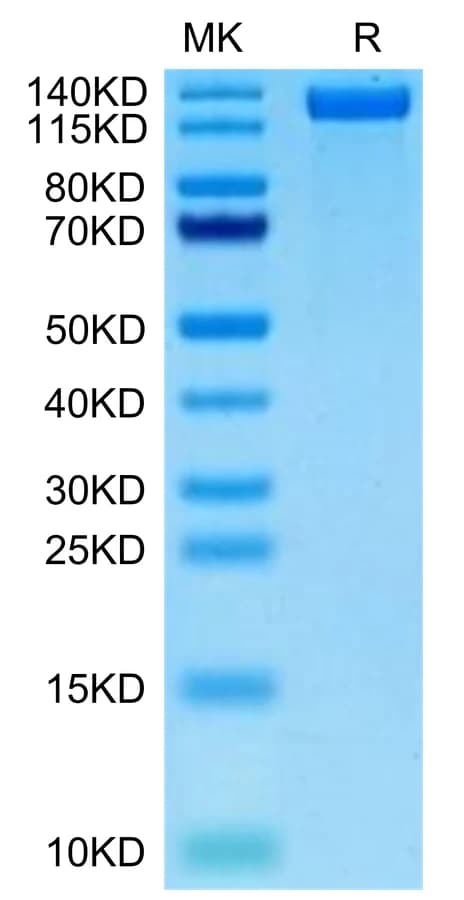 Bis-Tris PAGE Data