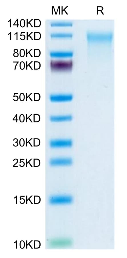 Bis-Tris PAGE Data