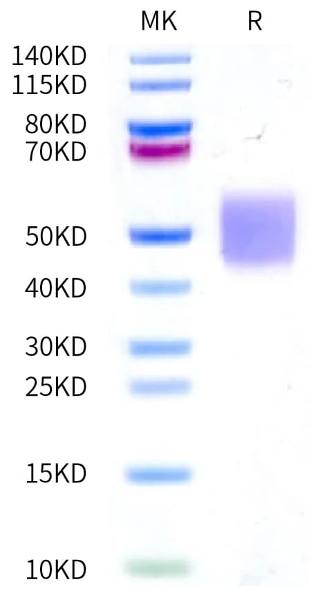 Bis-Tris PAGE Data